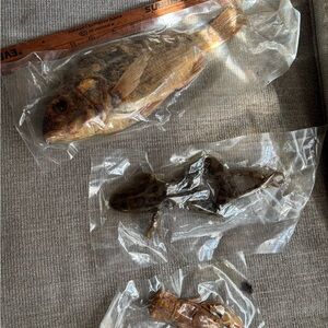 Natural Dried biology specimens from vintage science kit